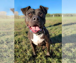 American Staffordshire Terrier-Labrador Retriever Mix Dogs for adoption in Lakewood, CO, USA