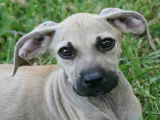 Black Mouth Cur Dogs for adoption in Lufkin, TX, USA
