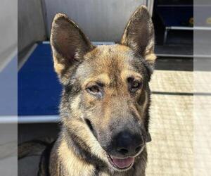 German Shepherd Dog Dogs for adoption in Camarillo, CA, USA