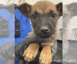 German Shepherd Dog-Unknown Mix Dogs for adoption in San Bernardino, CA, USA