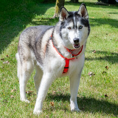 Siberian Husky Dogs for adoption in Livonia, MI, USA