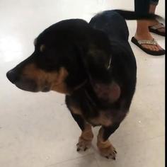 Basschshund Dogs for adoption in Cologne, NJ, USA