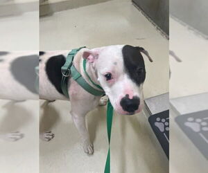 American Pit Bull Terrier-Unknown Mix Dogs for adoption in Fremont, CA, USA