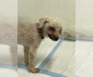 Poodle (Toy) Dogs for adoption in Redlands, CA, USA