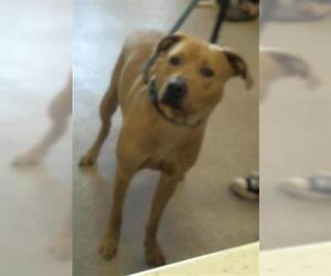 American Pit Bull Terrier-Unknown Mix Dogs for adoption in Louisville, KY, USA