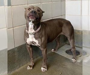 American Staffordshire Terrier-Unknown Mix Dogs for adoption in San Antonio, TX, USA