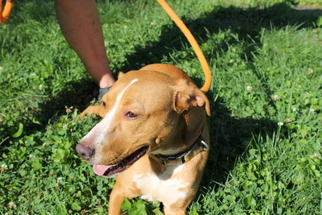 Beagle-Mountain Cur Mix Dogs for adoption in Middletown, MD, USA