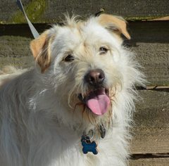 Small Labrador Retriever-Wheaten Terrier Mix