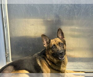 German Shepherd Dog Dogs for adoption in San Bernardino, CA, USA
