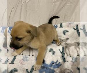 German Shepherd Dog-Unknown Mix Dogs for adoption in Modesto, CA, USA