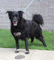 Border Collie Dogs for adoption in Little Rock, AR, USA