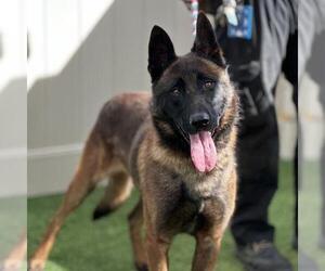 Mutt Dogs for adoption in Camarillo, CA, USA