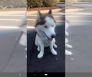 Siberian Husky Dogs for adoption in Livermore, CA, USA