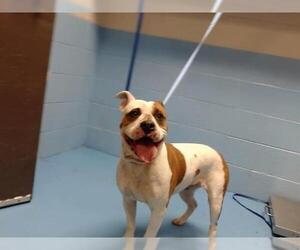 Bulldog-Unknown Mix Dogs for adoption in Moreno Valley, CA, USA