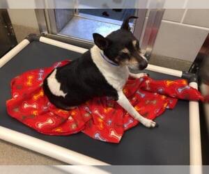 Rat Terrier Dogs for adoption in Grand Prairie, TX, USA
