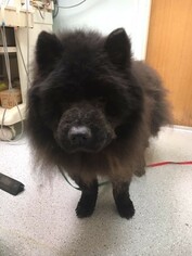 Chow Chow Dogs for adoption in Anchorage, AK, USA