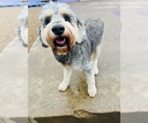 Bernedoodle Dogs for adoption in Kansas City, MO, USA