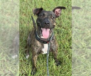 American Staffordshire Terrier Dogs for adoption in Fort Lauderdale, FL, USA