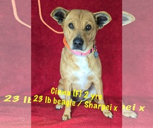 Beagle-Unknown Mix Dogs for adoption in pomfret, CT, USA