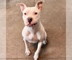 Staffordshire Bull Terrier-Unknown Mix Dogs for adoption in Tavares, FL, USA