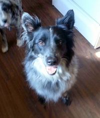 Border Collie Dogs for adoption in Malakoff, TX, USA