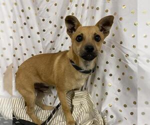 Chihuahua Dogs for adoption in Modesto, CA, USA