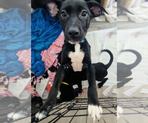 American Staffordshire Terrier-Labrador Retriever Mix Dogs for adoption in Princeton, MN, USA