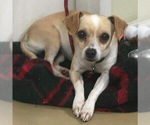 Chiweenie Dogs for adoption in Rockaway, NJ, USA