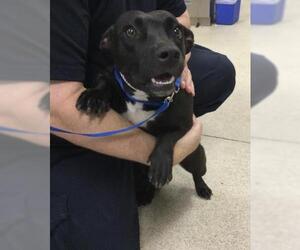 Chihuahua-Unknown Mix Dogs for adoption in Riverside, CA, USA