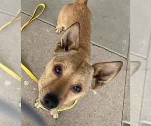 Chihuahua Dogs for adoption in Bakersfield, CA, USA