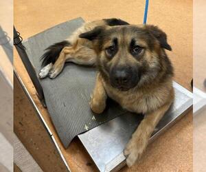 German Shepherd Dog-Unknown Mix Dogs for adoption in Martinez, CA, USA