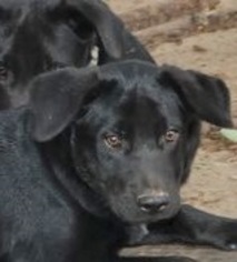 Medium Photo #1 Labrador Retriever-Unknown Mix Puppy For Sale in Yardley, PA, USA