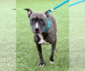 Mutt Dogs for adoption in Hilton Head, SC, USA