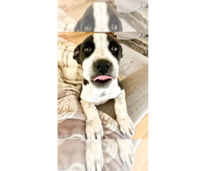 Beagle-Pointer Mix Dogs for adoption in Brewster, NY, USA