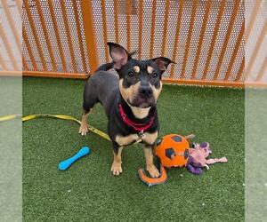 Mutt Dogs for adoption in Las Vegas, NV, USA