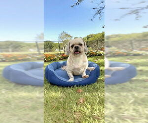 Shih Tzu Dogs for adoption in Weston, FL, USA
