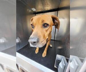 American Staffordshire Terrier-Unknown Mix Dogs for adoption in San Antonio, TX, USA