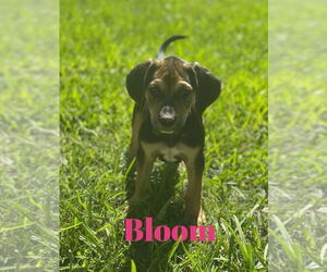 Black Mouth Cur-Unknown Mix Dogs for adoption in Monticello, MS, USA