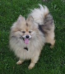 Pomeranian Dogs for adoption in Mankato, MN, USA