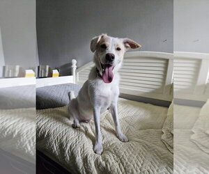 Canadian Eskimo Dog-Unknown Mix Dogs for adoption in Boston, MA, USA