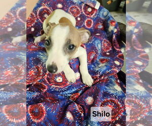 Chiweenie Dogs for adoption in Ellijay, GA, USA