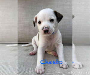 American Pit Bull Terrier-Unknown Mix Dogs for adoption in Mission Viejo, CA, USA