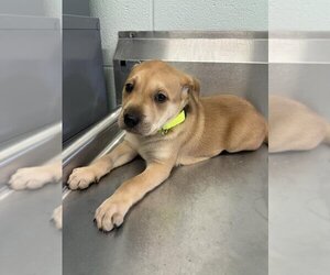 German Shepherd Dog Dogs for adoption in Corpus Christi, TX, USA