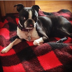 Boston Terrier Dogs for adoption in Crystal, MN, USA