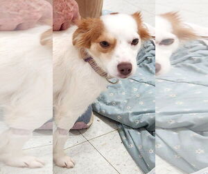 Chihuahua-Unknown Mix Dogs for adoption in Rockaway, NJ, USA
