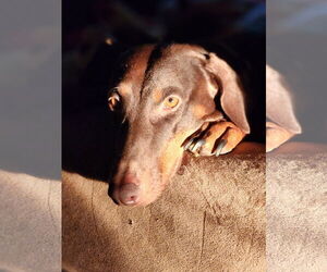 Doberman Pinscher Dogs for adoption in Minneaoplis, MN, USA
