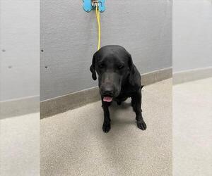 Medium Photo #1 Labrador Retriever-Unknown Mix Puppy For Sale in Las Vegas, NV, USA