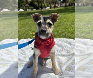 Mutt Dogs for adoption in Bellevue, WA, USA