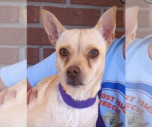 Chihuahua-Unknown Mix Dogs for adoption in Carrollton, TX, USA