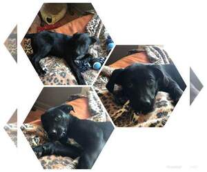 Labrador Retriever Dogs for adoption in Rutledge, TN, USA